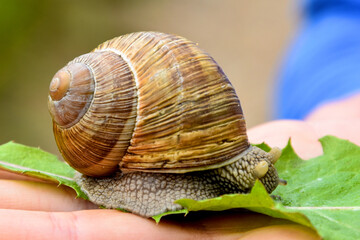 Big snail on the hand is hiding its eyes.