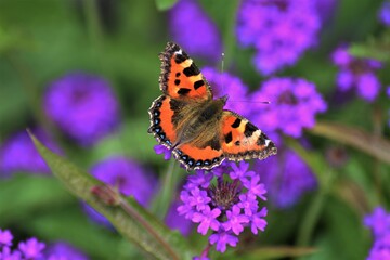 Small tortoiseshell butterfly sitting on purple flower