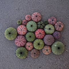 sea urchin shells laying on dark wet sand, top view closeup