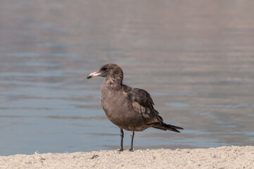 Immature Heermann's Gull (Larus heermanni) in Malibu Lagoon, California, USA