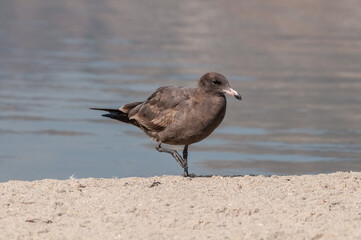 Immature Heermann's Gull (Larus heermanni) in Malibu Lagoon, California, USA