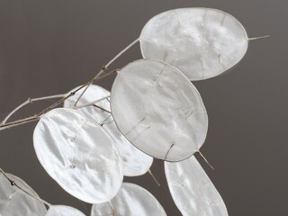 Lunaria annua, English name honesty or annual honesty, dried stalk with silvery seedpods (silicles)