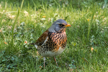 Fieldfare (Turdus pilaris) in park, Central Russia