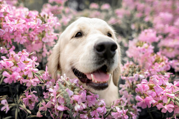 happy golden retriever dog portrait in phlox flowers field