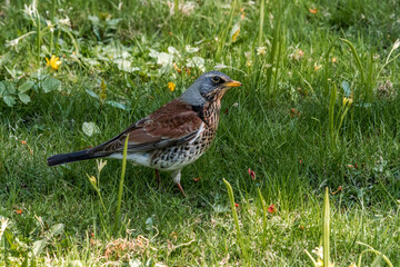 Fieldfare (Turdus pilaris) in park, Central Russia