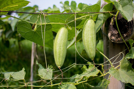 Trichosanthes dioica, also known as pointed gourd, is a vine plant in the family Cucurbitaceae, Isolated closeup HD image.