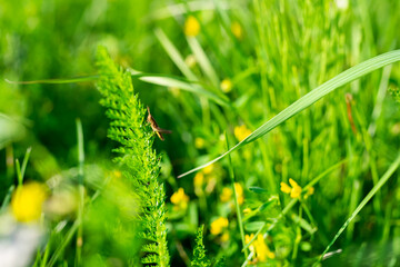 Green grass in bright colors, background texture.