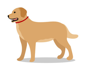 Vector illustration of a dog isolated on a white background. Golden Labrador. Side view of the dog. Pets