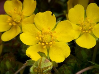 Obraz premium Potentilla reptans, English name creeping cinquefoil or creeping tormentil, detail of flowers