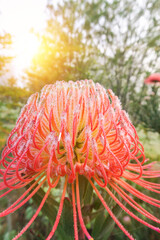 pinhead protea detail