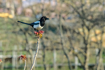 Eurasian Magpie (Pica pica) in Caucasus, Republic of Dagestan, Russia