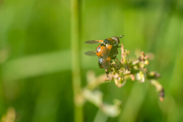 Two wasps on top of each other in the grass.