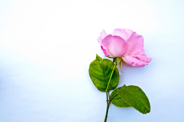 Rose against white background