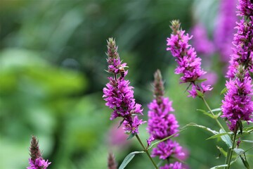 Bee on a loosestrife flower against a green blurry background