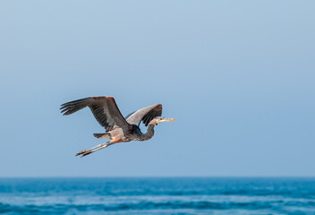 Fototapeta na wymiar Great Blue Heron (Ardea herodias) in Malibu lagoon, California, USA