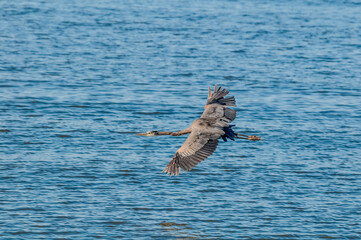 Great Blue Heron (Ardea herodias) in Malibu lagoon, California, USA