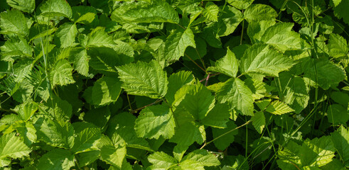 Green strawberry leaves as background