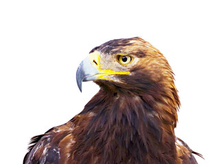 beautiful mountain eagle on white