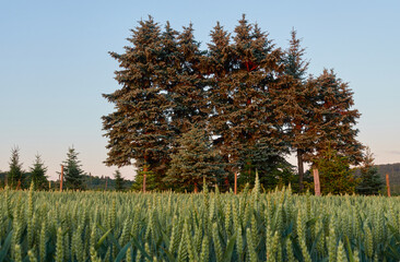 Green wheat field in the foreground, conifers in the background. Soft orange shimmer through late...