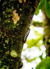 #oruga