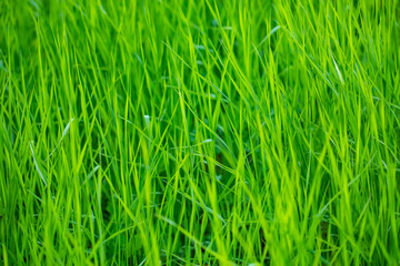Green grass texture