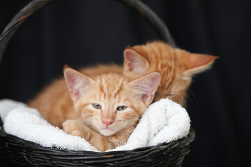 Kittens playing with flowers and sleeping in a basket