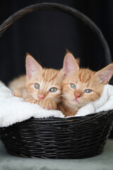Kittens playing with flowers and sleeping in a basket