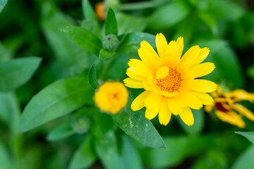 Beautiful yellow flower on a green background.