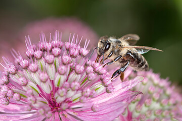 Bee - Apis mellifera - pollinates Astrantia Major