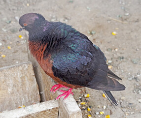 big Beautiful pigeon