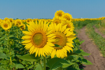 Fototapeta premium Yellow sunflowers on the field