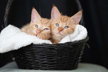 Kittens playing with flowers and sleeping in a basket