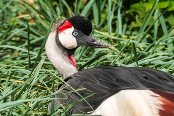 Grey Crowned Crane (Balearica regulorum) in park