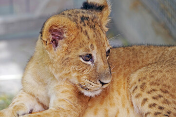 portrait of a small tiger cub