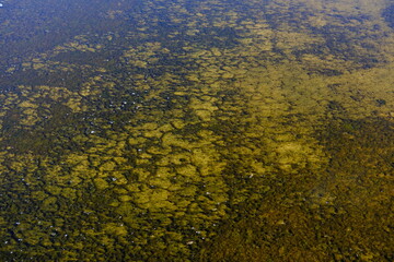 A close up in the salted marshes of Guérande. France, July 2020.
