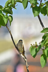 Bird sparrow sits on a tree branch