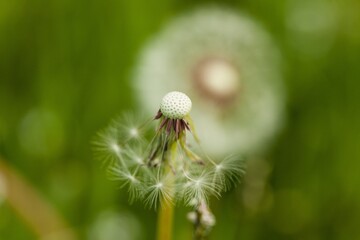 dandelion seed head