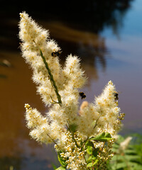 Bumblebees pollinate the inflorescence of white flowering astilba illuminated by the sun