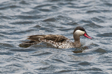 Canard à bec rouge.Anas erythrorhyncha - Red-billed Teal