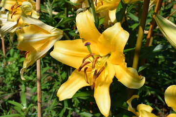 Lilium Corcovado