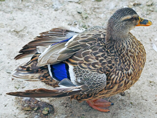 big beautiful duck in the zoo