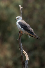 Elanion blanc, .Elanus caeruleus, Black winged Kite
