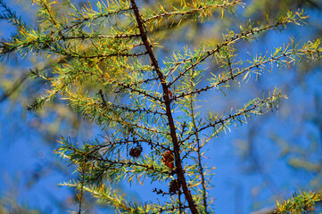 tree branches against blue sky