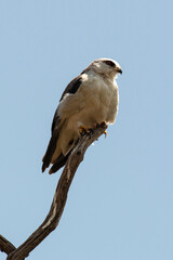 Elanion blanc, .Elanus caeruleus, Black winged Kite