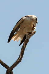 Elanion blanc, .Elanus caeruleus, Black winged Kite
