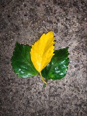 green and yellow hibiscus leaf on the grounds