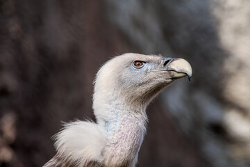 Griffon Vulture (Gyps fulvus)