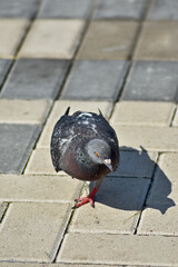 Obraz premium Bird dove walks along the embankment