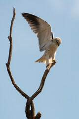 Elanion blanc, .Elanus caeruleus, Black winged Kite
