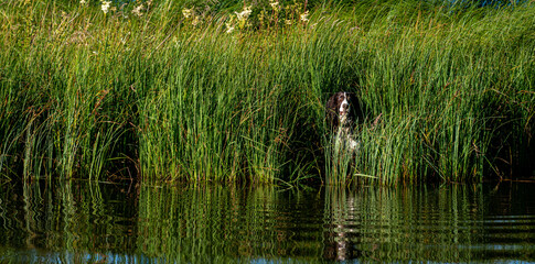 hunting dog looking out of reed bed or grass next to water ,hobby or sport.
